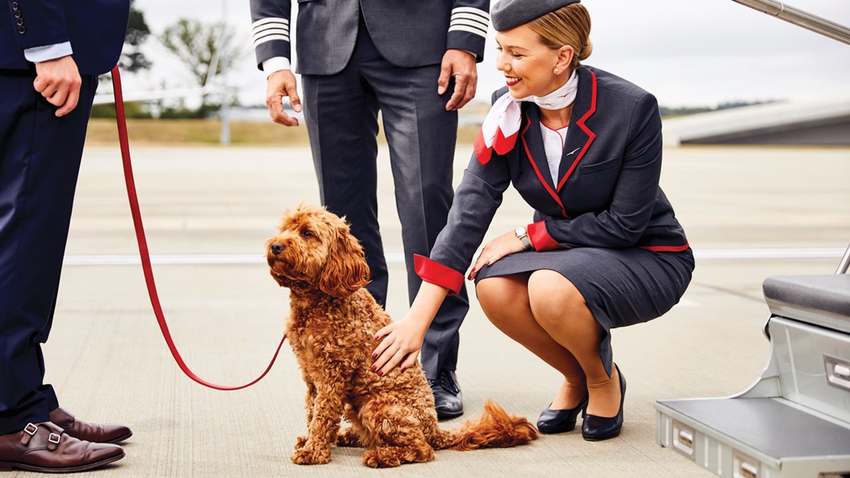 travel-tips-for-dog-owners